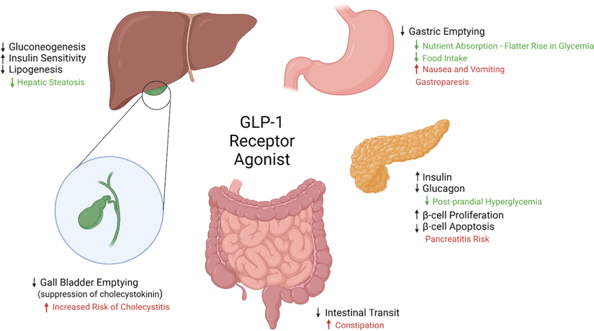 Gastrointestinal Effect